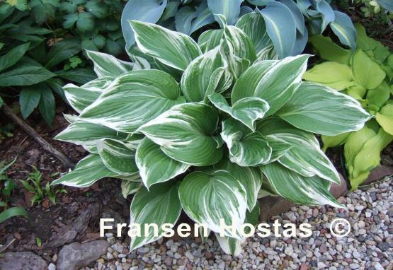 Hosta Mountain Snow